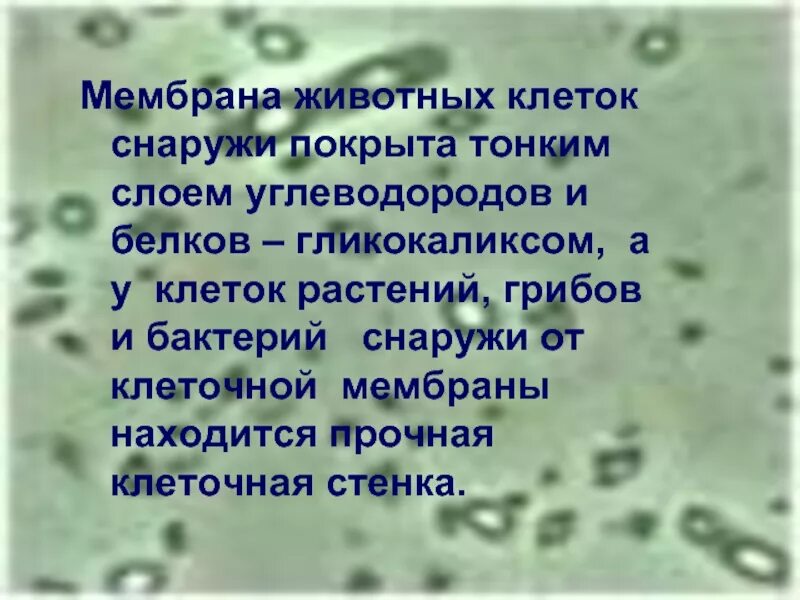 У растений мембрана покрыта. Плазматическая мембрана растительной клетки функции. Функции клеточной мембраны и строение 6 класс. У растений мембрана покрыта. Функции стромы в хлоропласте.