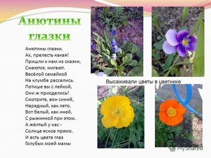 Описание анютиных глазок