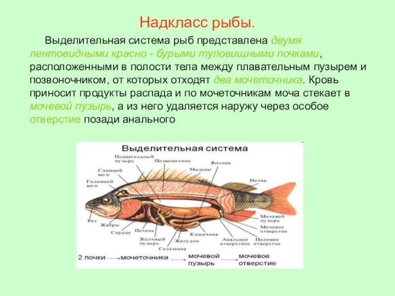 Пищеварительная система класса рыб. Выделительная система рыб 7 класс биология. Внутреннее строение рыбы выделительная система. Выделительная система рыб 7 класс. Выделительная система система рыб.