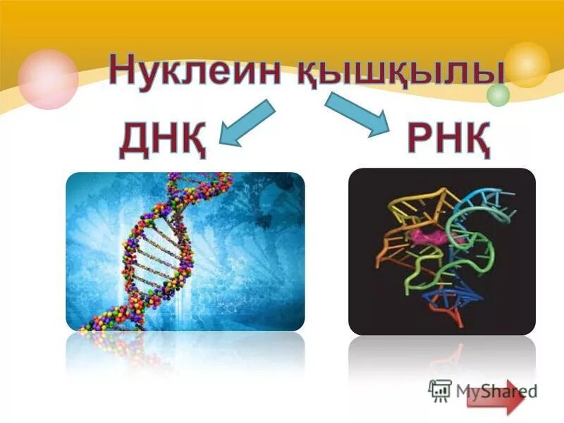 Нуклеин. РНҚ моделі. Нуклеин кислоты КРН. Нуклен 8. DNK Dezoksiribonuklein kislotasiniń modeli slayd ozbekshe.