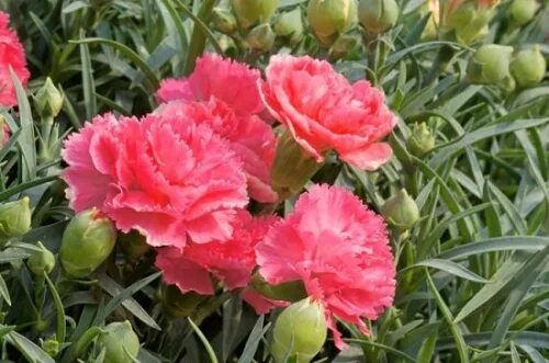Dianthus 'Romance'. Blooms May-June. Shade garden design, Plants, Pretty plants