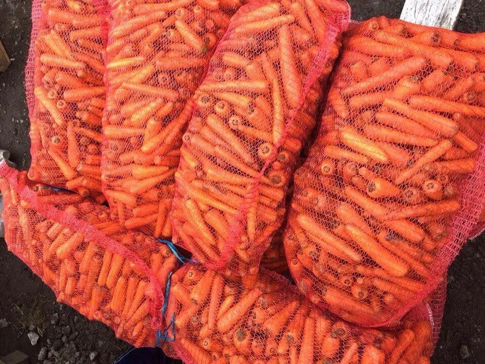 Купить морковь оптом. Мешок моркови. Морковь, сетка. Хранение моркови в сетке. Сетка для овощей.