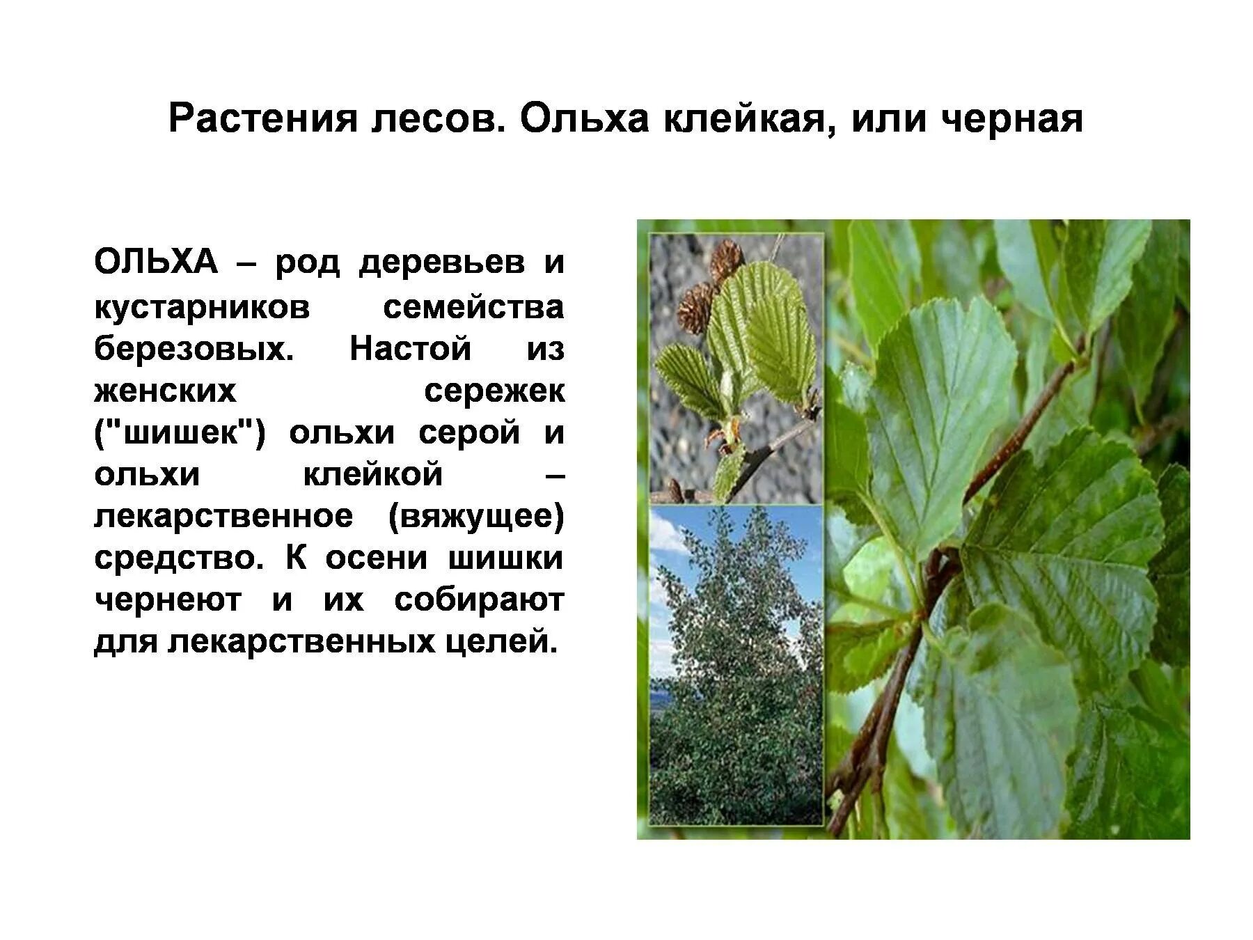 Семейства и роды деревьев