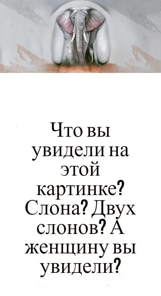 Слон фото. Слоны. Пара слонов. Слова с двумя слонами. У слонов есть бивни.