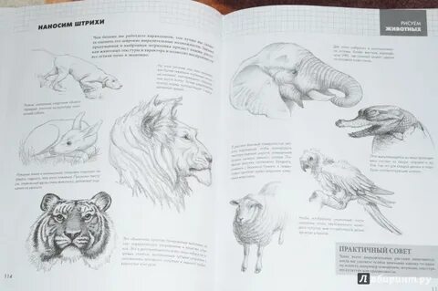 Курс рисовать рисовать