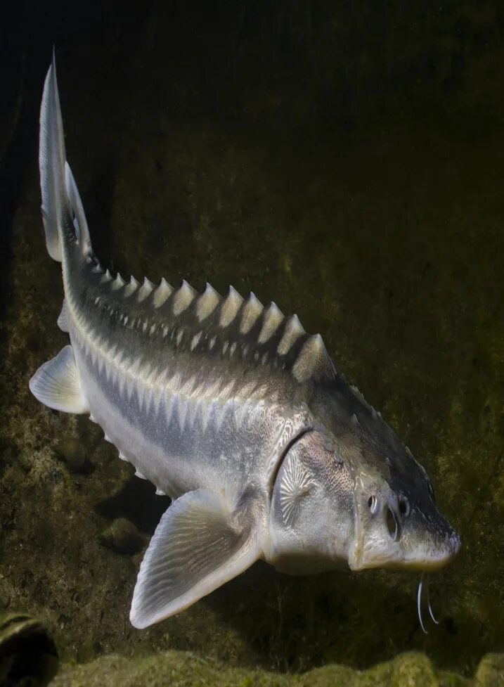 Хищные рыбы. Обитатели Каспийского моря. Какая рыба водится в каспийском