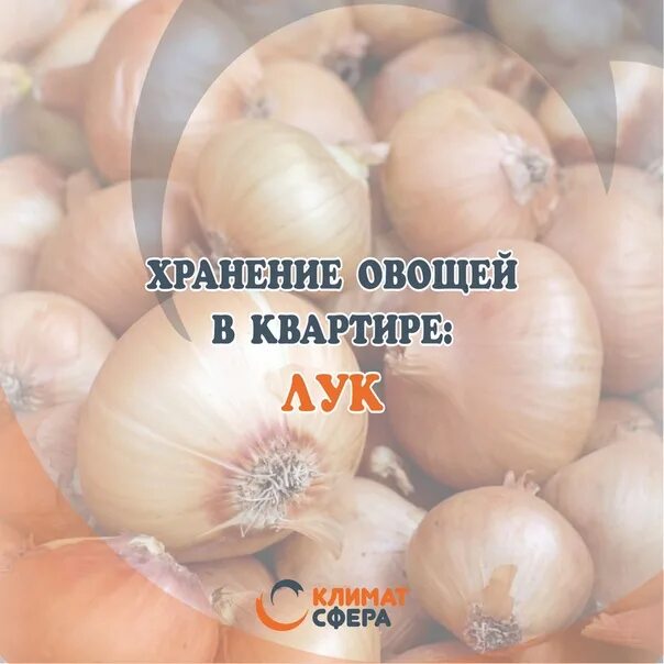 Лук хранить при температуре. Лук репчатый срок годности. лук репчатый срок хранения. этикетка лук репчатый.