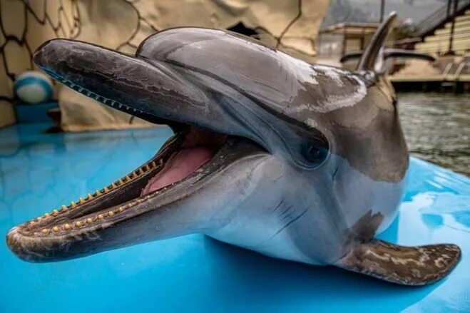 Зубы дельфина фото Dolphin Teeth Photograph by Bob Slitzan Fine Art America