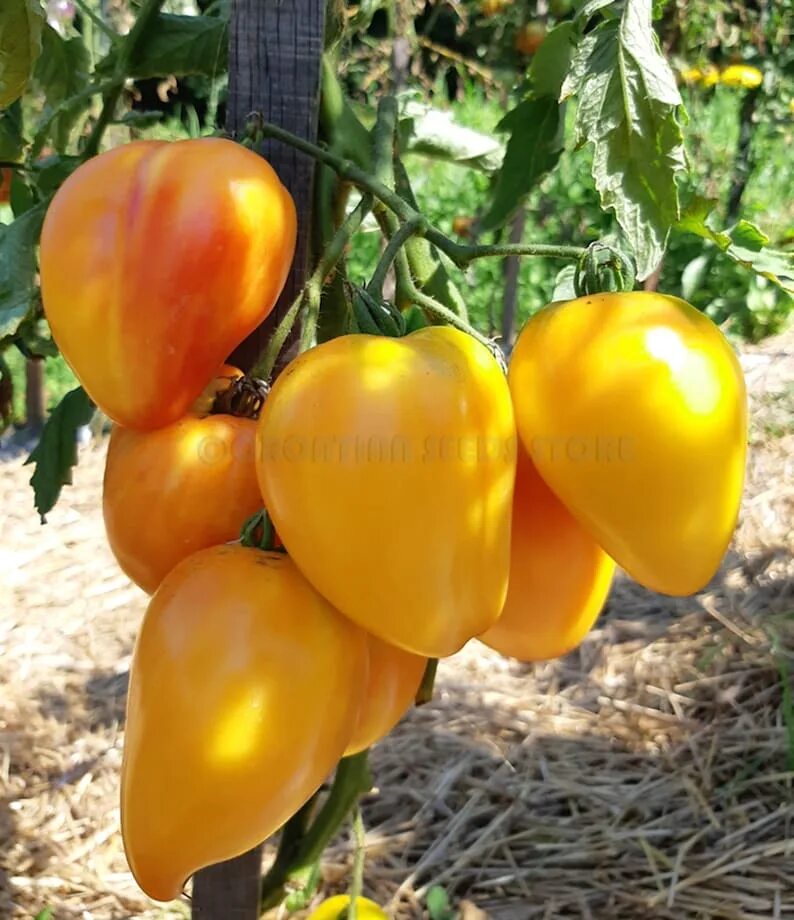 Сорт томата сердце абрикосовой зебры. Сорт томата сердце абрикосовой зебры. Томат сердце абрикосовой зебры. Сорт томата сердце абрикосовой зебры. Абрикосовое сердце томат.