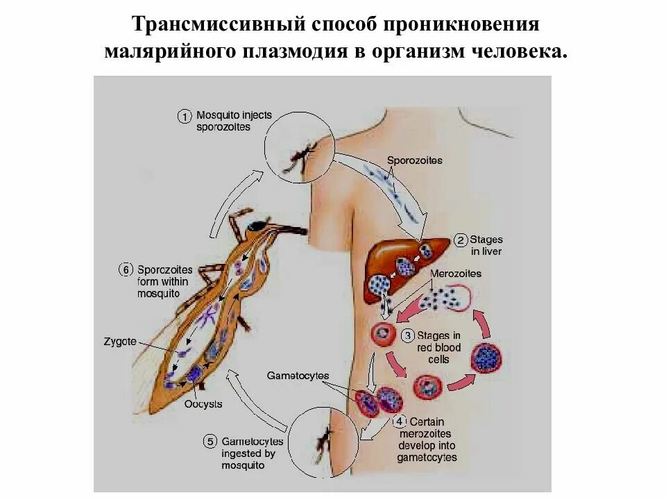 Как происходит заражение человека малярийным плазмодием. Жизненный цикл малярийного плазмодия. Малярия цикл развития малярийного плазмодия. Цикл развития плазмодия. Стадии жизненного цикла малярийного плазмодия.