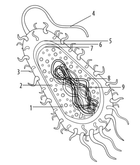 Строение клетки бактерии рисунок