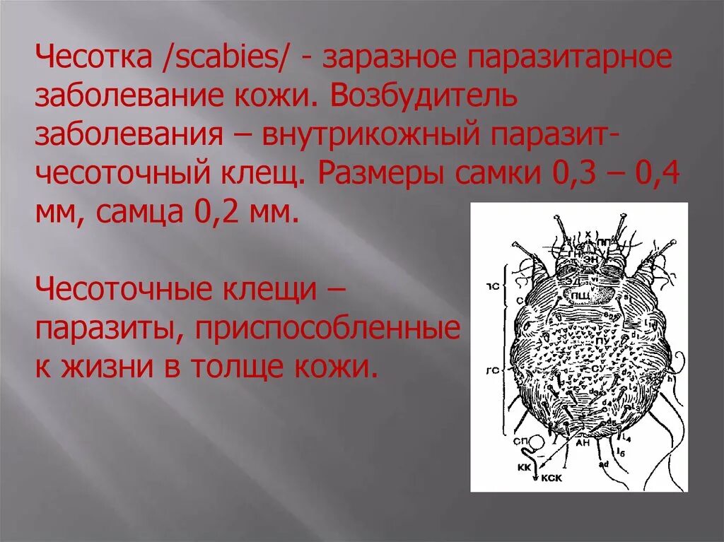 Сколько живет чесоточный. Чесоточный зудень (Sarcoptes scabiei). Чесоточный клещ Sarcoptes scabiei. Клещ Sarcoptes scabiei возбудитель чесотки. Чесоточный зудень (Sarcoptes scabiei) - возбудитель чесотки.