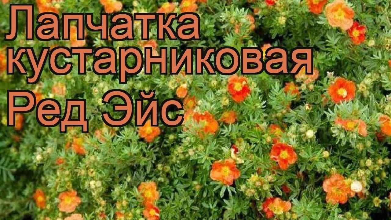 Лапчатка мэрион. Лапчатка кустарниковая ред айс. лапчатка мэрион ред робин. лапчатка кустарниковая ред робин. курильский чай мэрион ред робин.