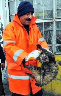 Кот бомж
