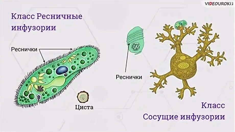 Автотрофное питание инфузория туфелька. Автотрофное питание инфузория туфелька. Тип питания инфузории туфельки гетеротрофный. Автотрофное питание инфузория туфелька. Микронуклеус минфузория.