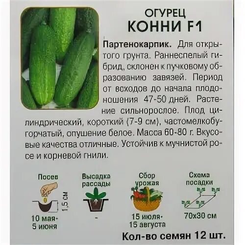 Сорт огурцов конни описание