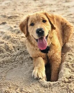 Просто dogs
