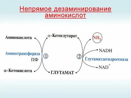 Биологическая роль дезаминирования аминокислот