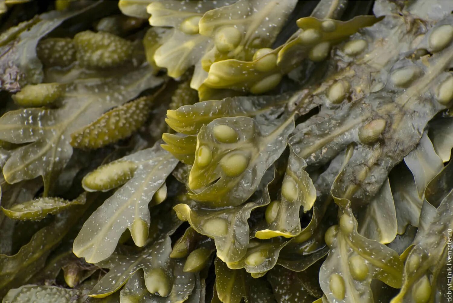 Целебные водоросли. Фукус пузырчатый водоросль. Бурые водоросли фукус. Фукус везикулозус. Фукус Сахалинский.