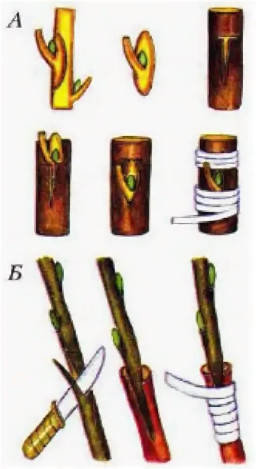 Размножение глазком. Прививка черенком биология 6 класс. Прививка растений это в биологии. Прививка растений 6 класс биология. Прививка растений окулировка рисунок.