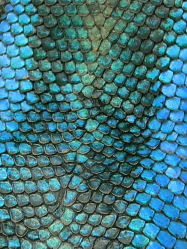 Ткань с чешуйками. Чешуйчатая ткань. Бифлекс чешуя. Ткань рыбья чешуя. Металлические чешуйки.