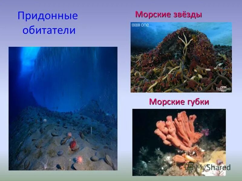 эра архей период. глубинные водные массы. водоносный горизонт 10 метров. бентос примеры обитателей. обитатели бентоса.