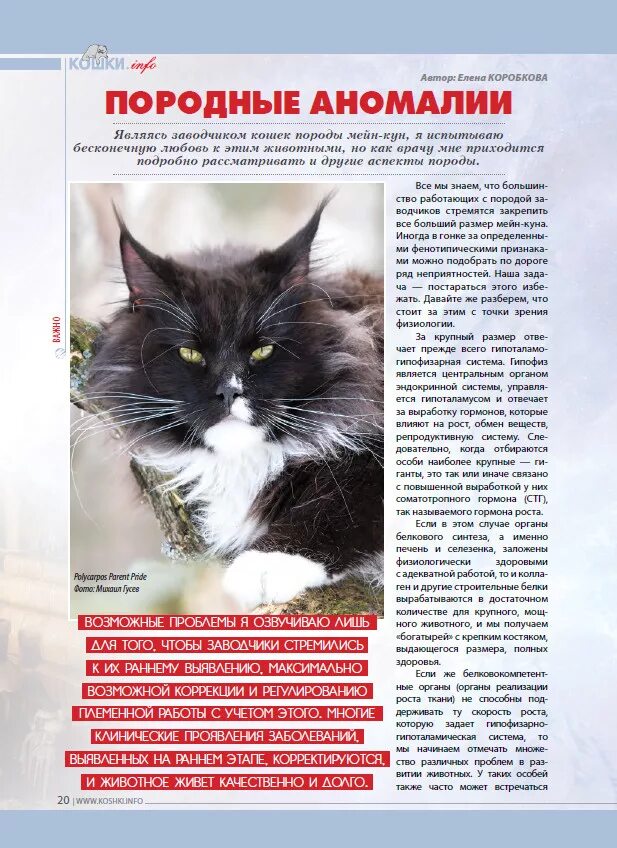 Сколько течка у мейн куна. Мейн кун еда. питание мейн куна. описание кошки мейн кун для детей.