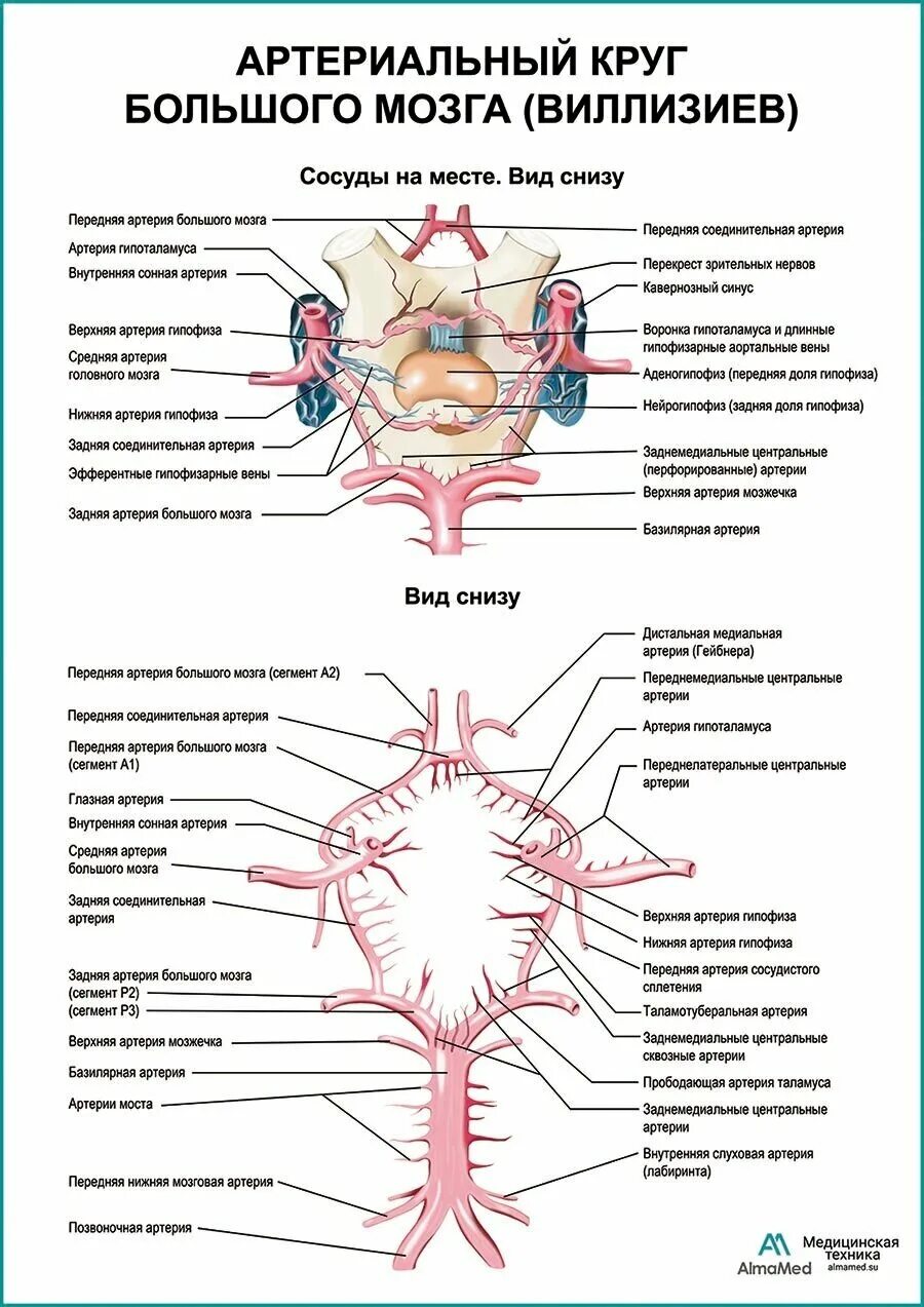 Артерии круг головного мозга