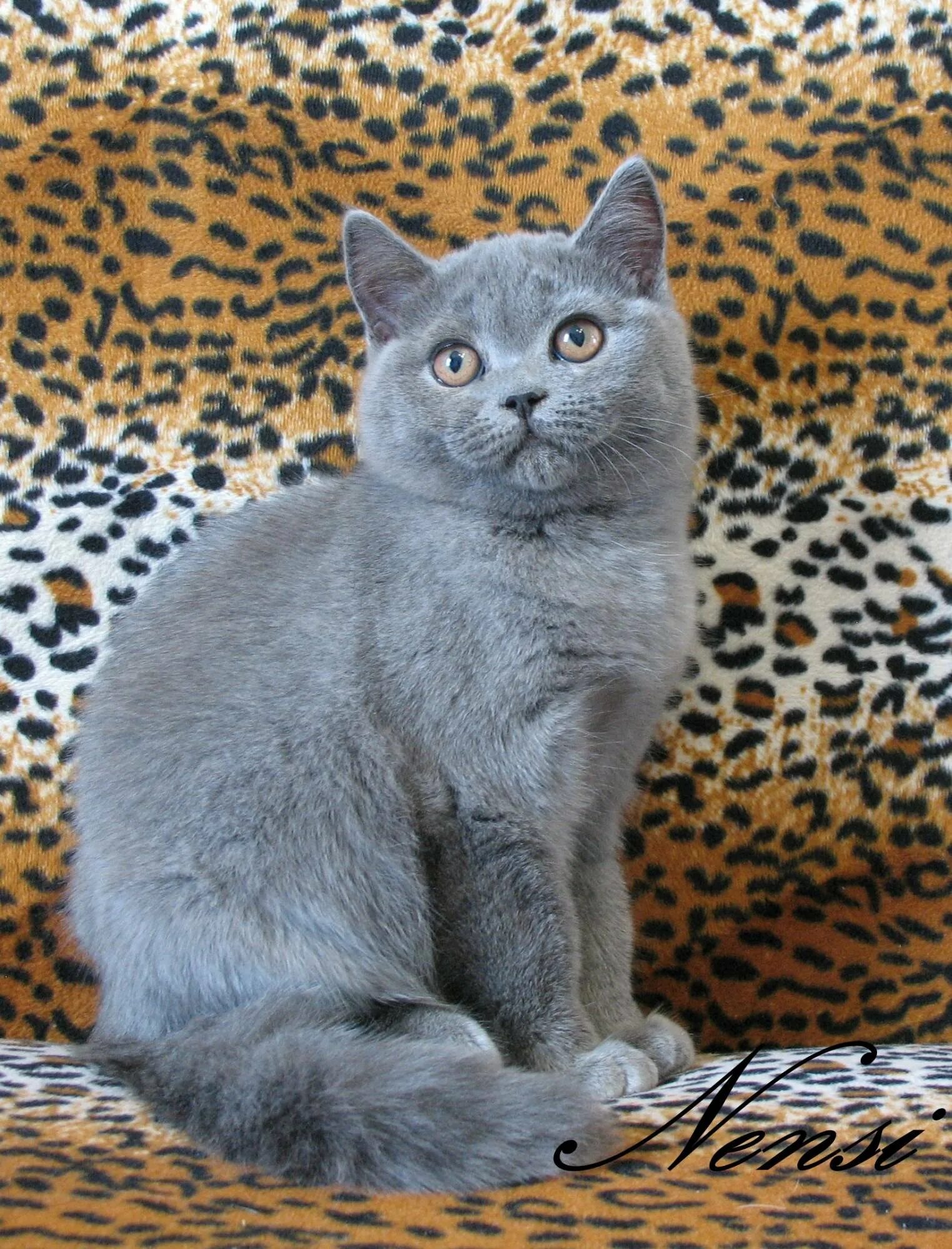 Кот голубого окраса. Британская короткошёрстная кошка. британская голубая кошка. голубой британец котенок. британец кот голубой окрас.