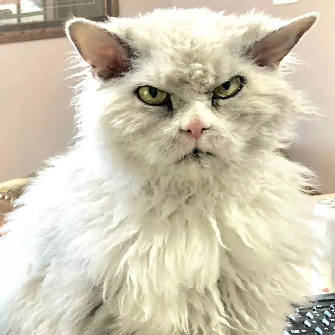 Злобный кот. Напыщенный Альберт. Злой кот. Злой кот порода. Самый сердитый кот в мире.