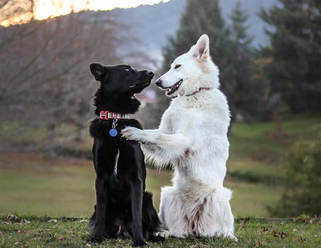 We two dogs. БШО И черная овчарка. Грюнендаль и БШО. Белая швейцарская овчарка длинношерстная. Немецкая овчарка черная и БШО.