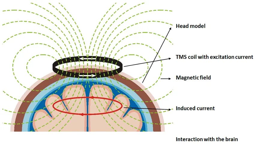 Мозг магнитное поле. TMS Coil. Магнитное поле человека. Радиальное магнитное поле. Transcranial Magnetic stimulation принцип.