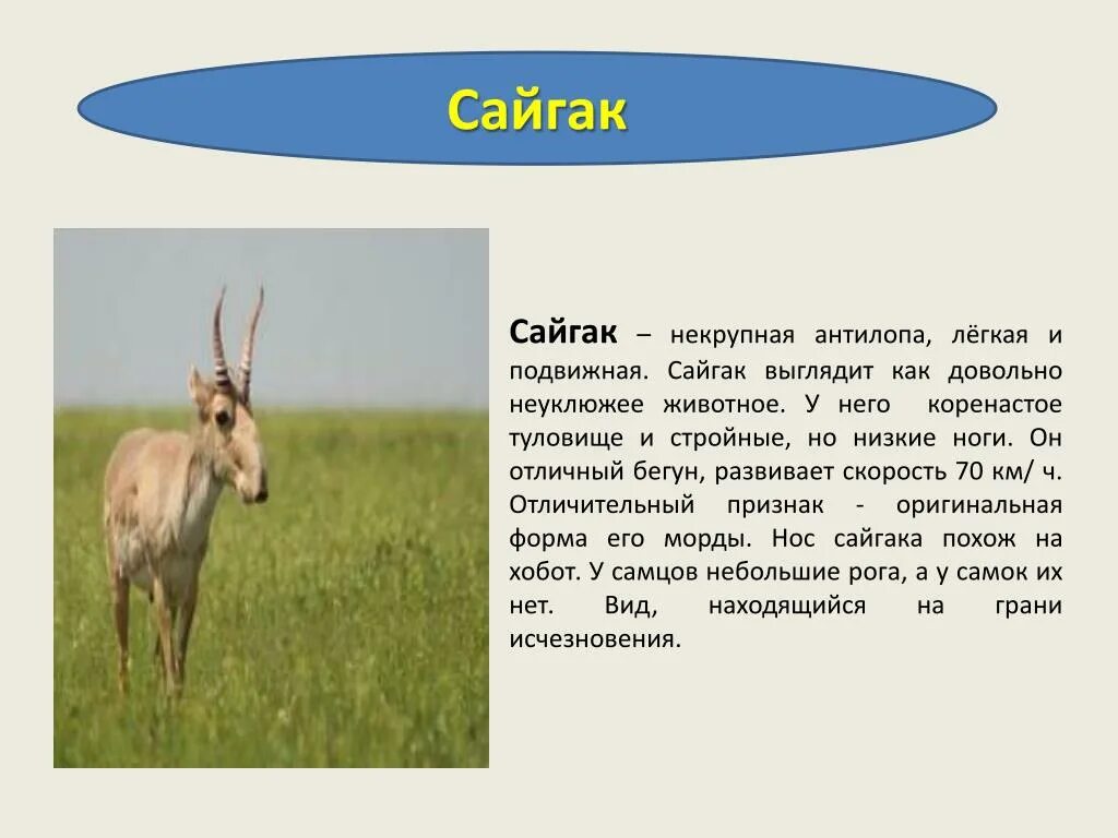 В какой зоне обитает антилопа. Животные степи Сайгак сообщение. Сайгак описание 4 класс. Доклад про сайгака. Сайгак сообщение кратко.