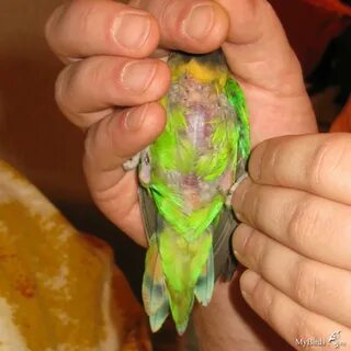 Аллергия на попугая