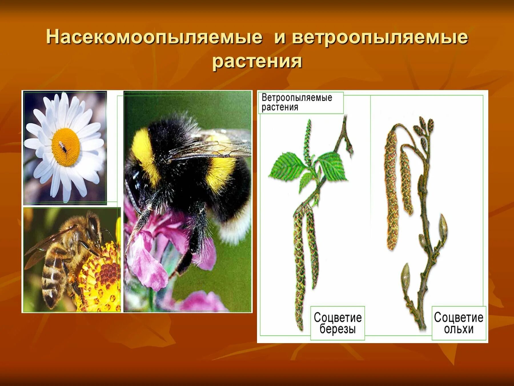 Какие приспособления у ветроопыляемых растений. Ветроопыляемые и насекомоопыляемые растения. Ветроопыляемые и насекомоопыляемые цветки. Цветки насекомоопыляемых растений. Ветроопыляксре растения.