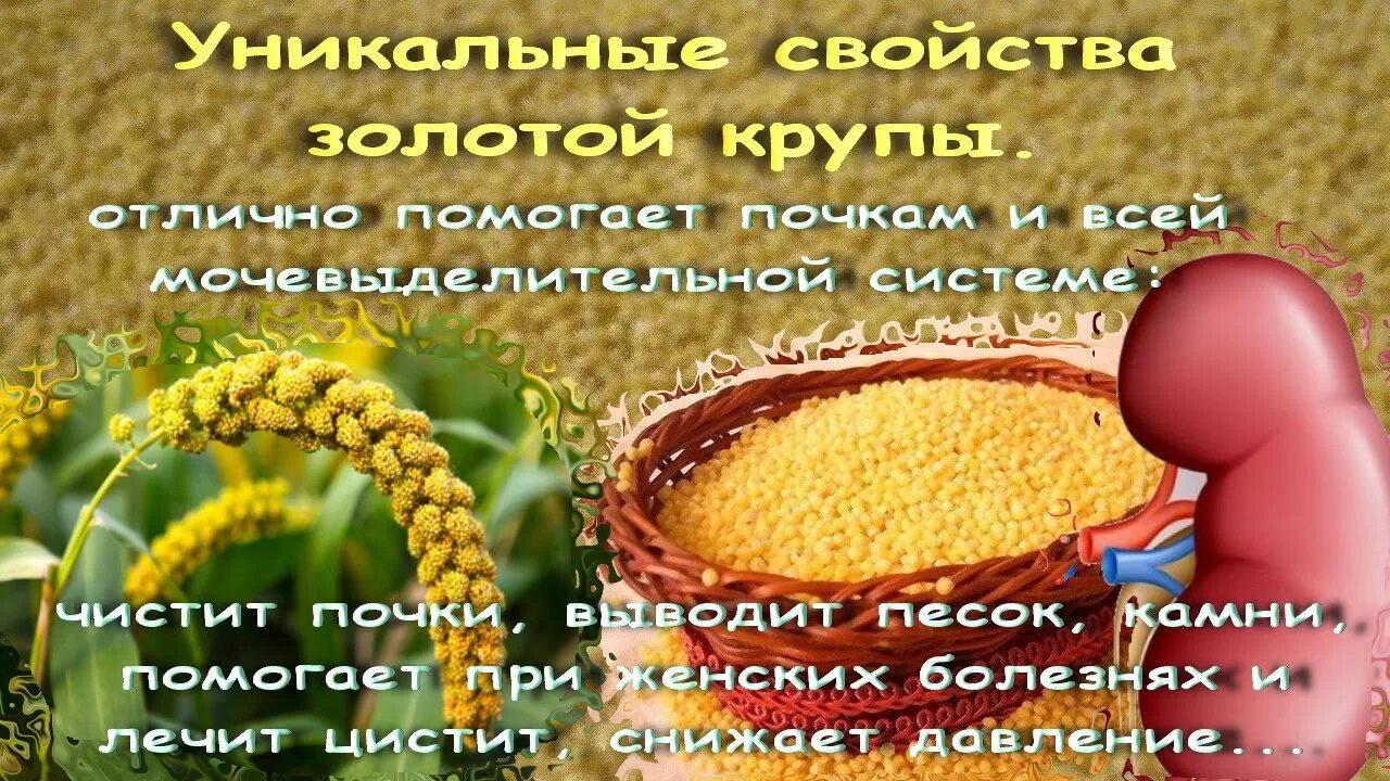 Пшено от камней. Отвар пшенной крупы. пшено для почек. пшено крупа для почек. почки вылечим пшеном.