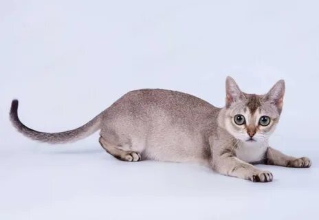 Сингапурская кошка