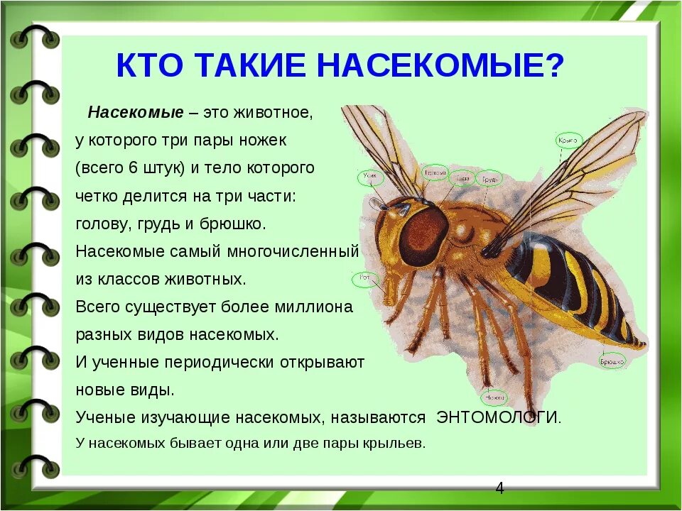 Аудиосказка про насекомых