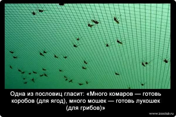 Почему в этом году так много мошек