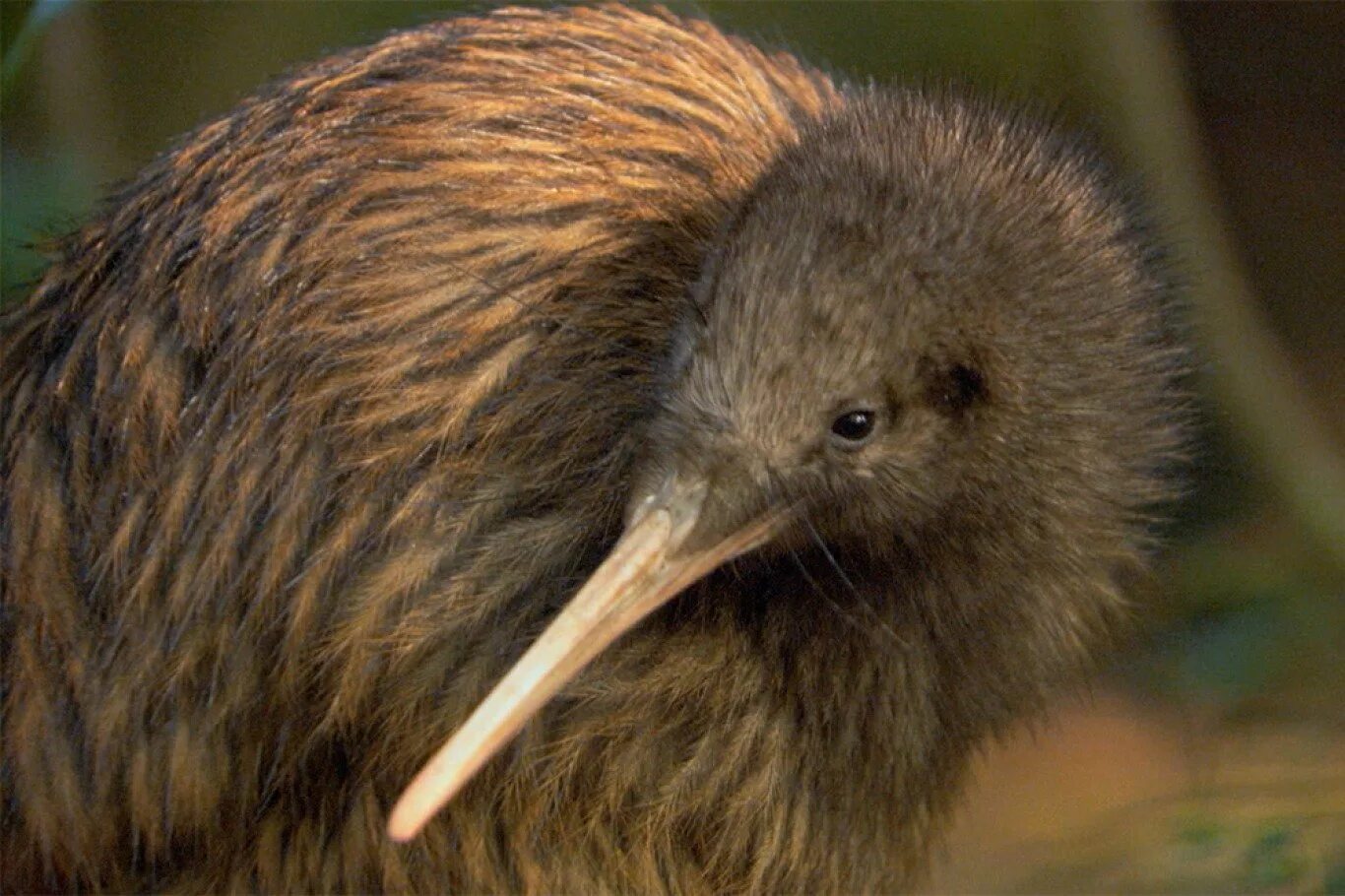 Киви это птица. Птичка киви новая Зеландия. Нелетающая птица киви. Животные новой Зеландии птица киви. Киви Австралия.