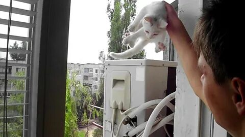 Выпусти кота