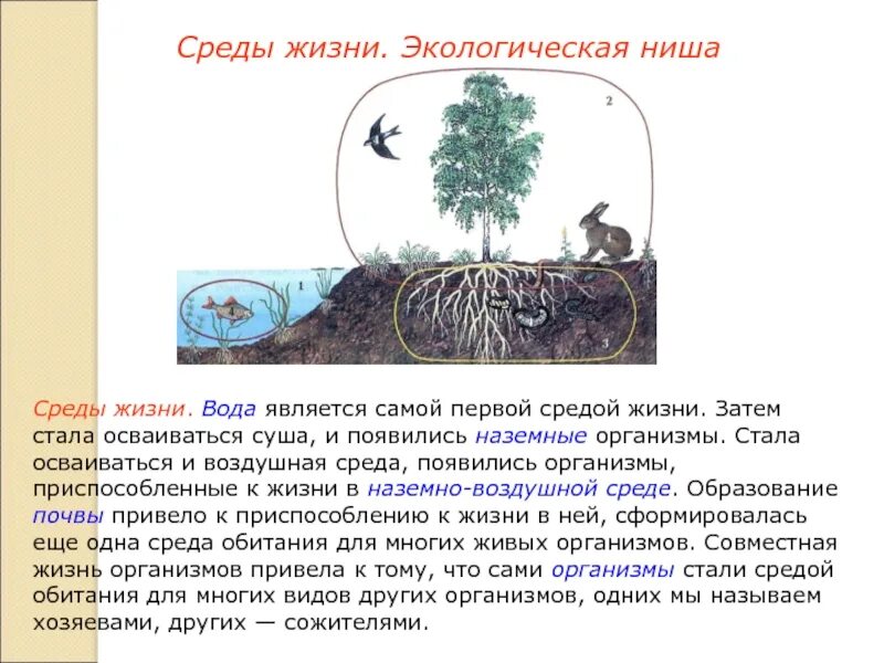 Среды является одной из наиболее. Экологическая ниша. среды жизни организмов. среды жизни экология. среда обитания и экологическая ниша.