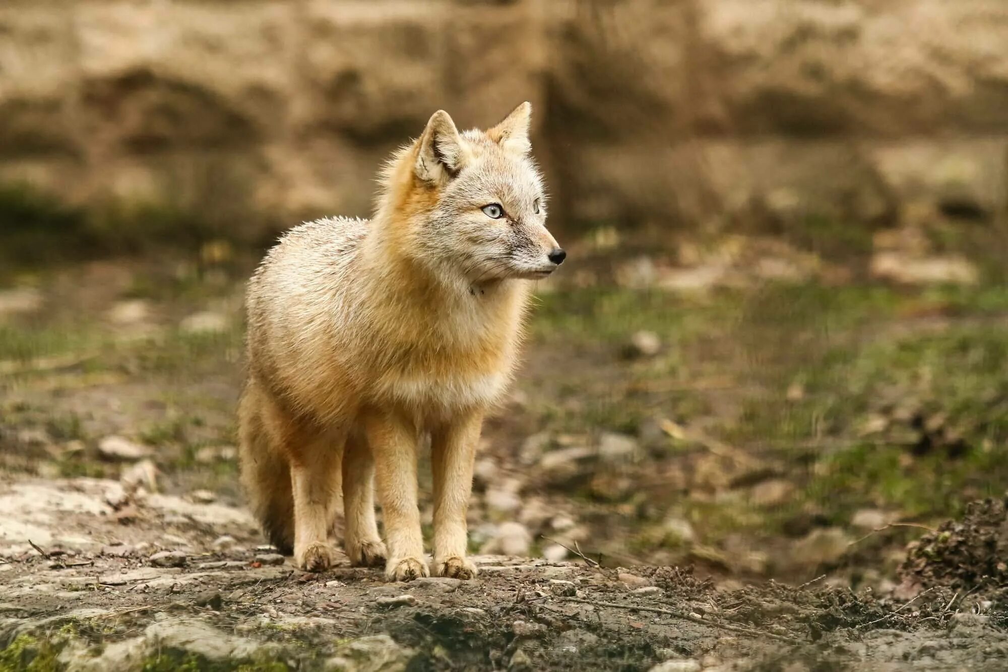 Песчаная лисица корсак. Калмыкский корсак. Лисица корсак. Лисица корсак. Корсак казахстан.