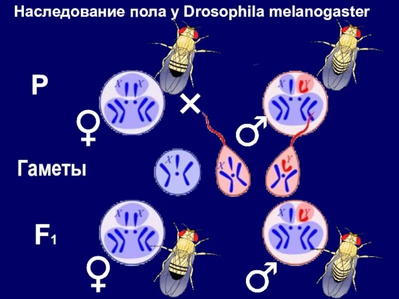 Гетерогаметные особи. У дрозофилы наследование признаков с полом. Наследование сцепленное с полом у дрозофилы. Наследование пола у дрозофил. Генетика пола и наследование сцепленное с полом.