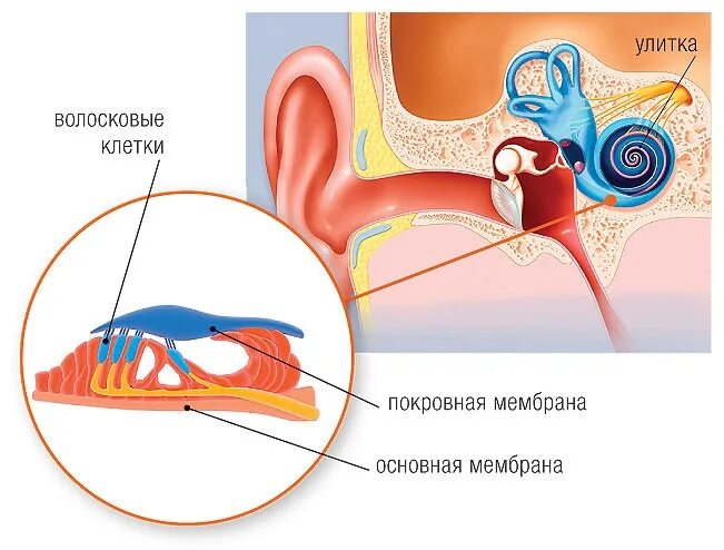 Чувствительные клетки внутреннего уха