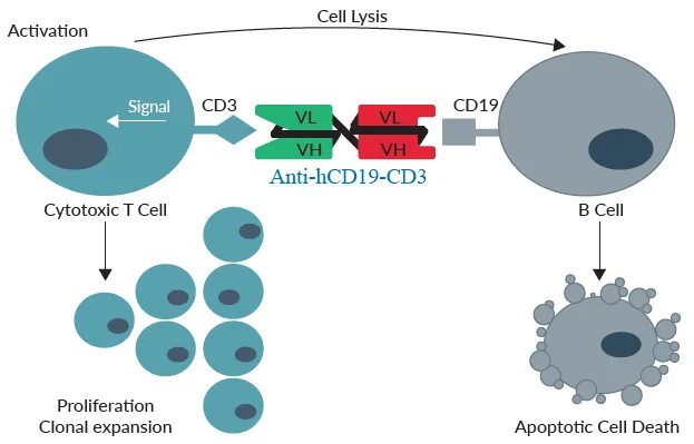 Cd19 клетки. Cd3+ cd19-. CD 19 маркер.