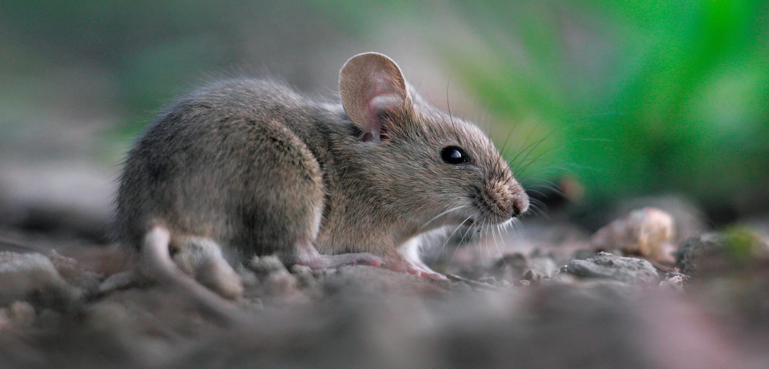 Mouse along. Мышь обычная. Mus musculus. Домовая мышь mus musculus linnaeus. Домовая полёвки.