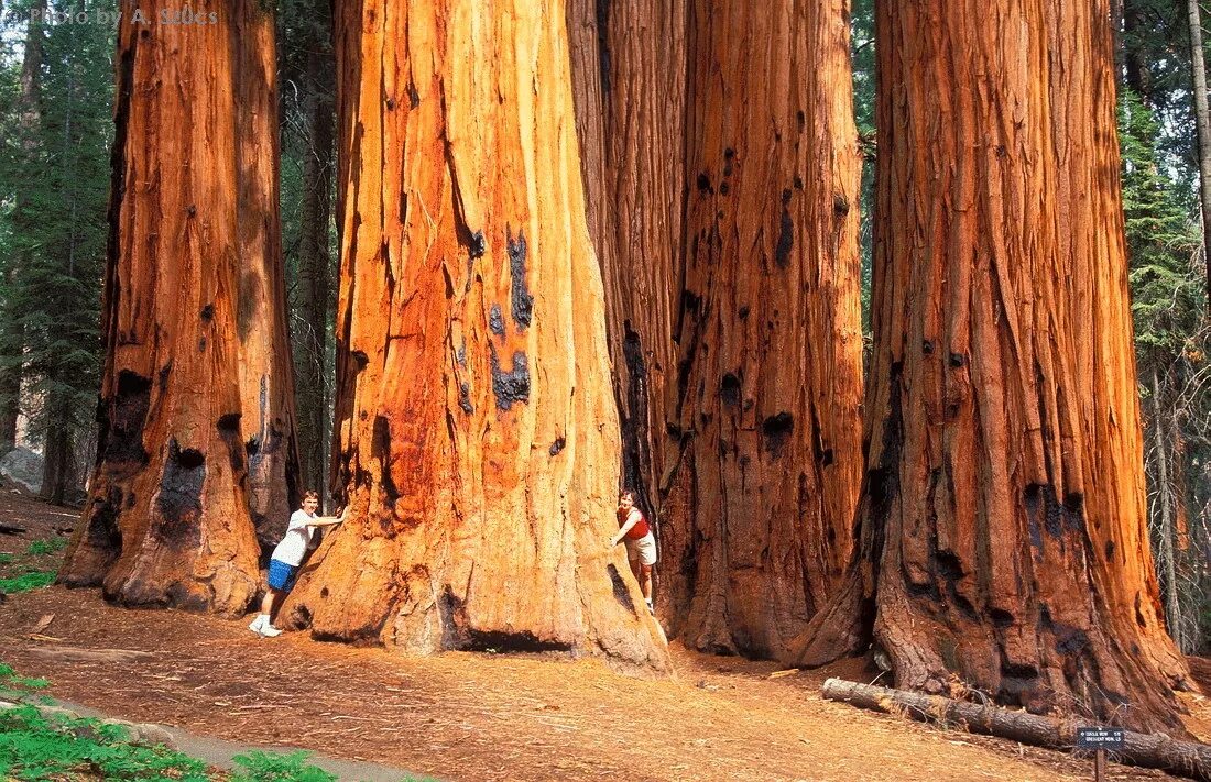 Где растет секвойя на каком. Секвойя дерево. Парк Секвойя Калифорния. Красное дерево Секвойя. Гигантская Секвойя дерево.