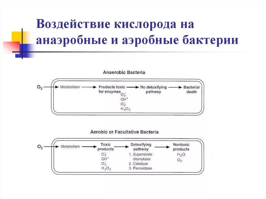 Аэробные и анаэробные бактерии. Влияние кислорода на бактерии. Действия кислорода на микроорганизмы. Анаэробные нагрузки презентация. Примеры аэробных