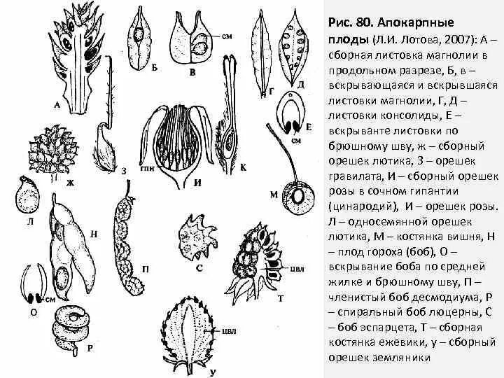 Выберите плод который по ботанической. Типы плодов апокарпный ценокарпный. тип плода апокарпный. многолистовка тип плода. боб апокарпный плод.